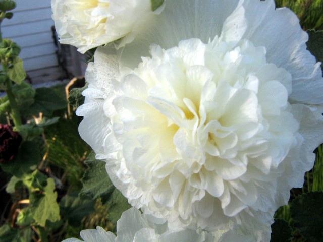 white hollyhock.jpg