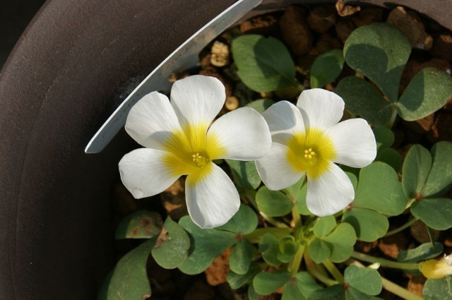 oxalis ambigua迷糊酢漿草.jpg