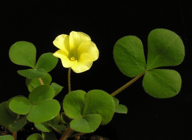 oxalis luteola淡黃酢漿草.jpg