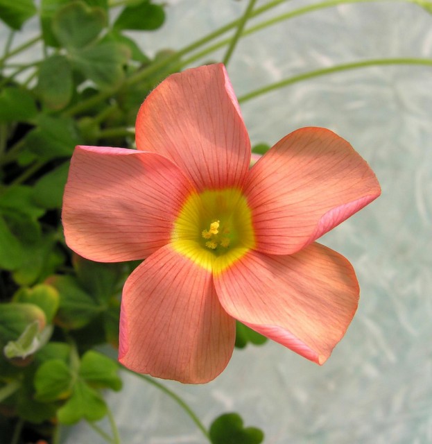 oxalis obtusa橘紅酢漿草.jpg