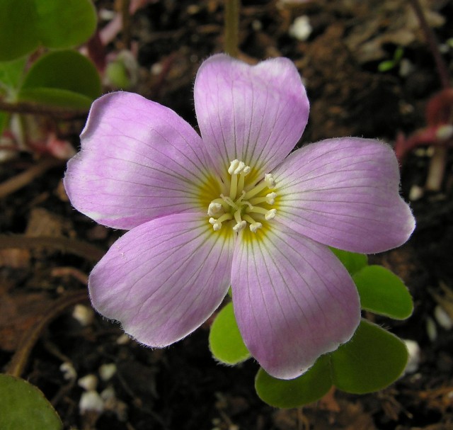 oxalis oregana Rosea.jpg