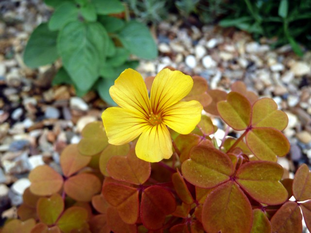 oxalis Velvet Sunset.jpg