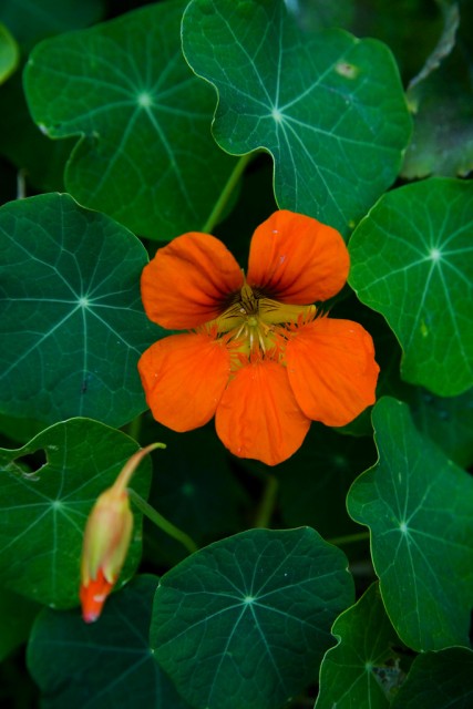 Tropaeolum majus1.jpg