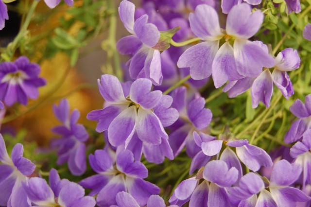 Tropaeolum azureum.jpg