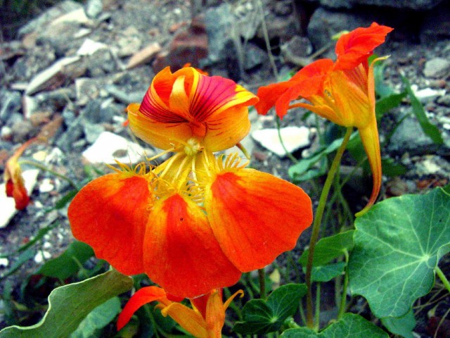 Tropaeolum majus.jpg