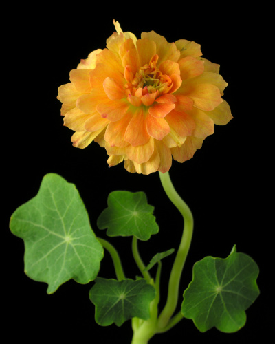 Tropaeolum_majus01.jpg