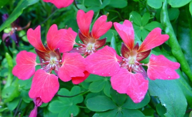 Tropaeolum speciosum.jpg