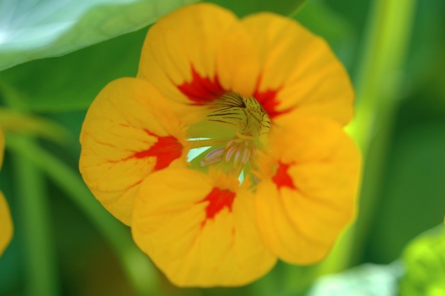 Tropaeolum majus 3.jpg