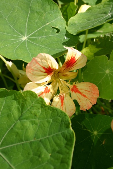 Tropaeolum majus krasse.jpg