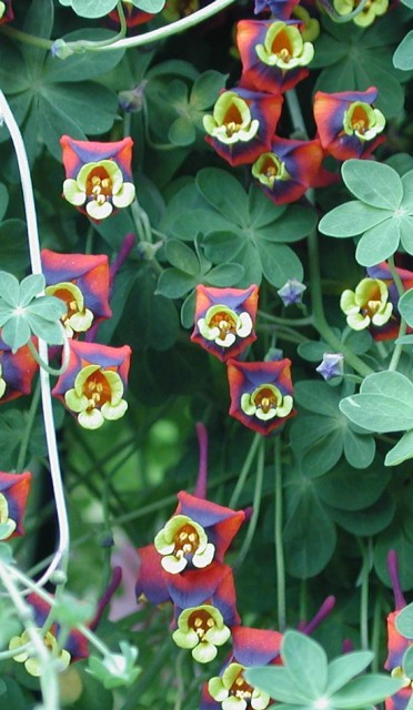 Tropaeolum tricolor.jpg