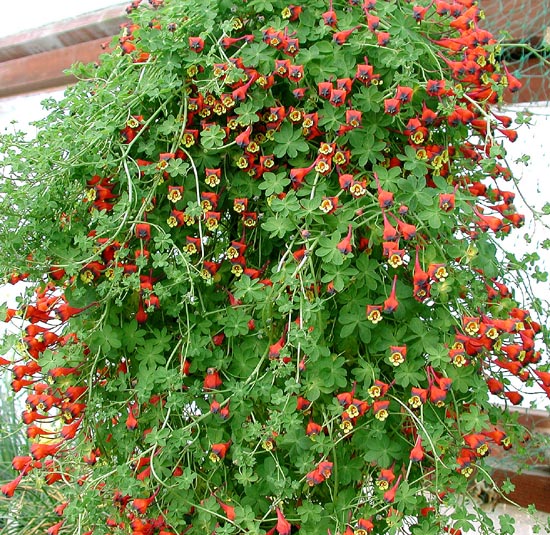 Tropaeolum tricolor1.jpg