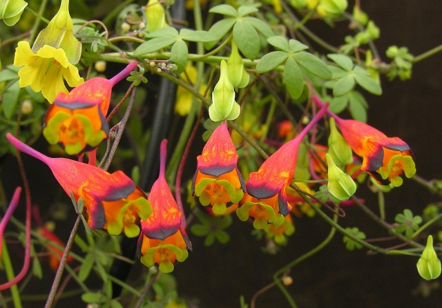 Trpaeolum tricolo3.jpg