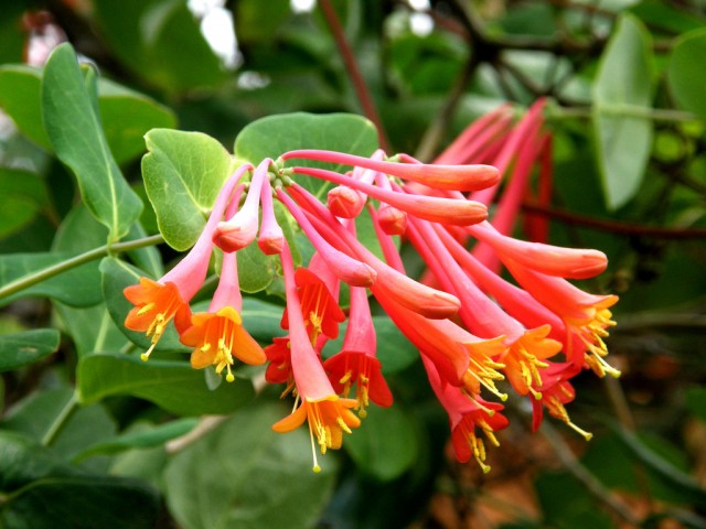 Lonicera sempervirens(Trumpet Honeysuckle)