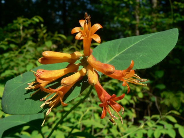 Lonicera_ciliosa.jpg