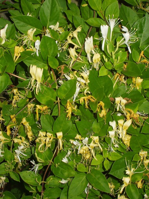 HoneysuckleJapanese.jpg