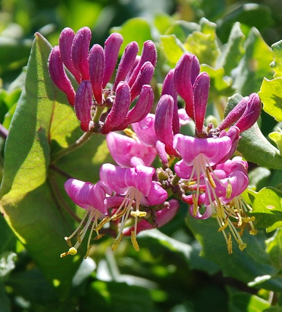 lonicera hispidula var. vacillans - California Honeysuckle.jpg