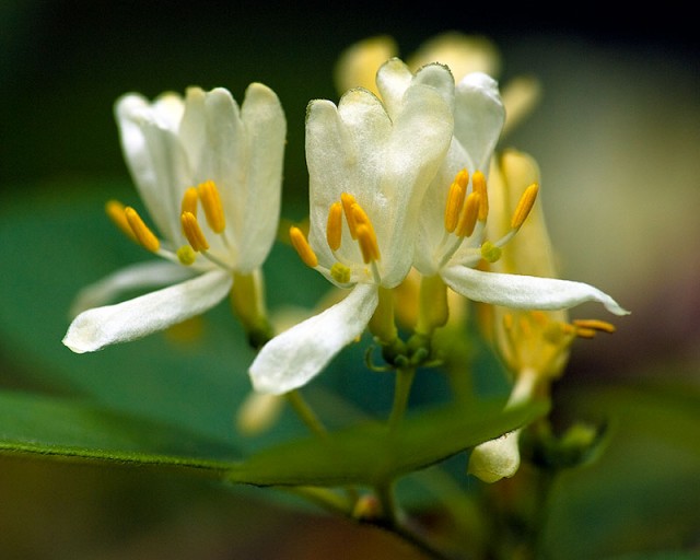 Lonicera tatarica.jpg