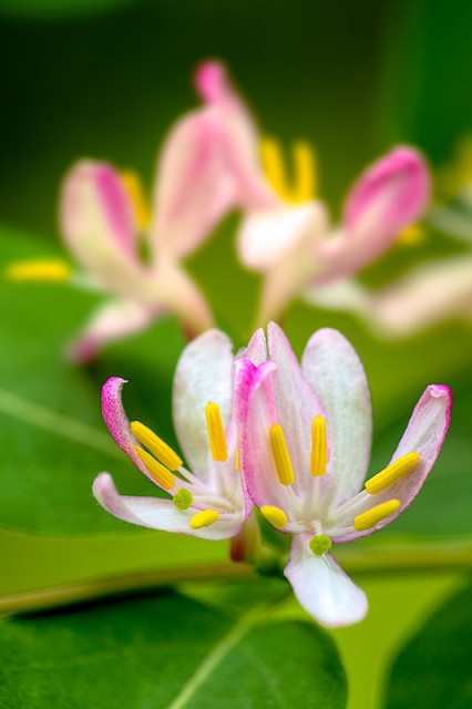 Tatarian Honeysuckle, Lonicera tatarica.jpg