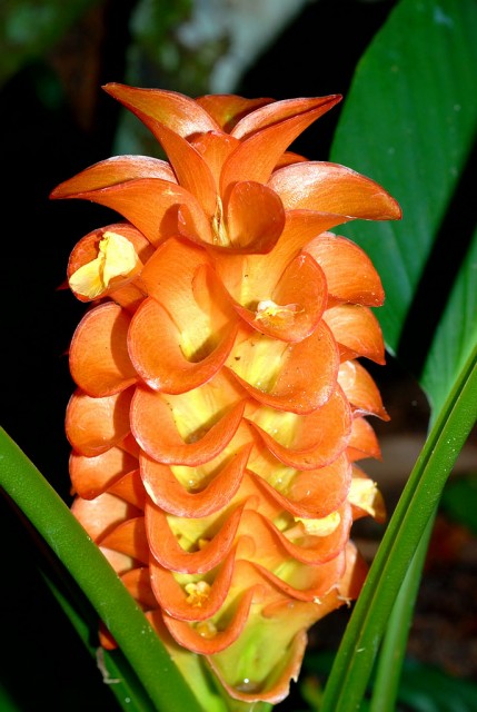 golden Curcuma.jpg