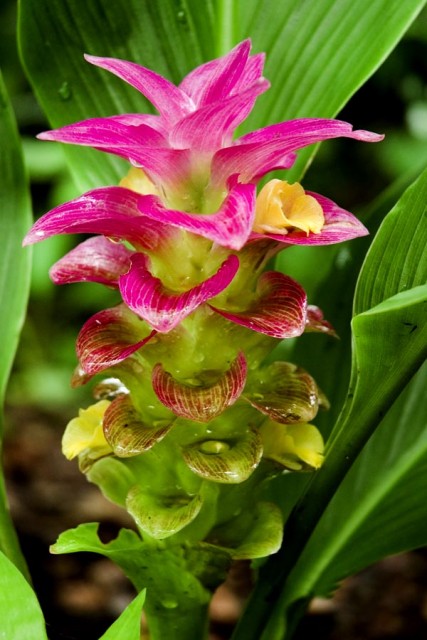 curcuma Rainbow.jpg