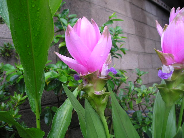 curcuma Chiang Mai pink.jpg