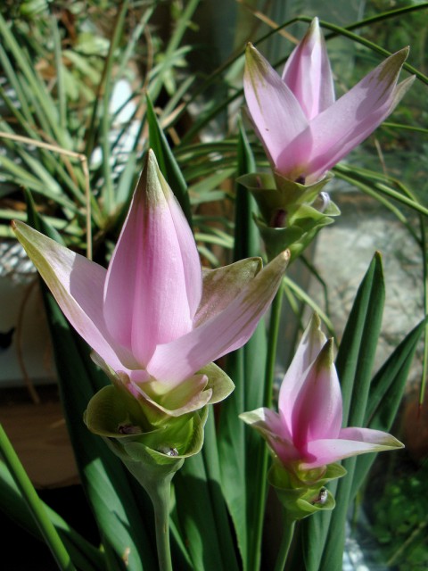 curcuma alismatifolia1..jpg