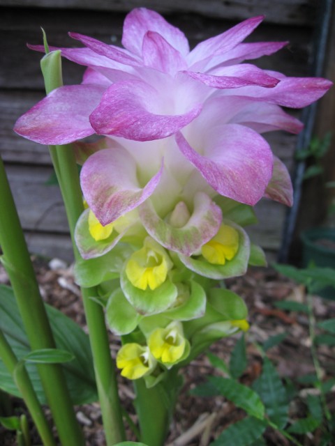 Curcuma australasica.jpg