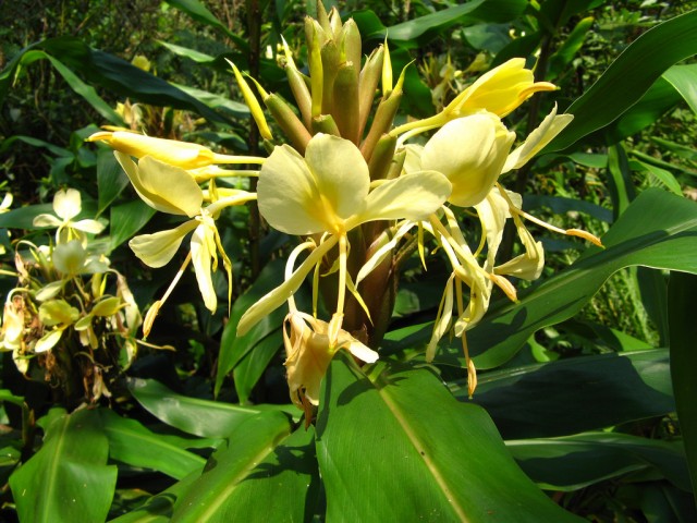 Hedychium coronarium yellow.jpg