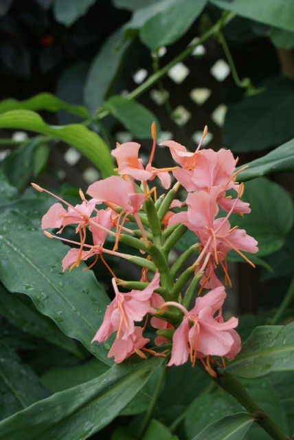 Hedychium coronarium  Elizabeth.jpg