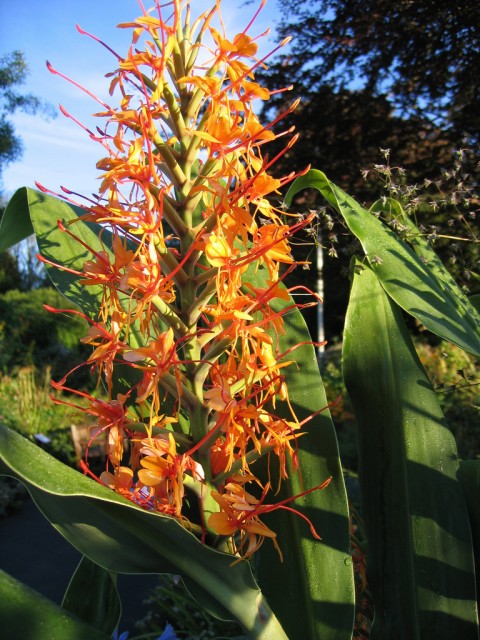 Hedychium coccineum 'Tara'.jpg