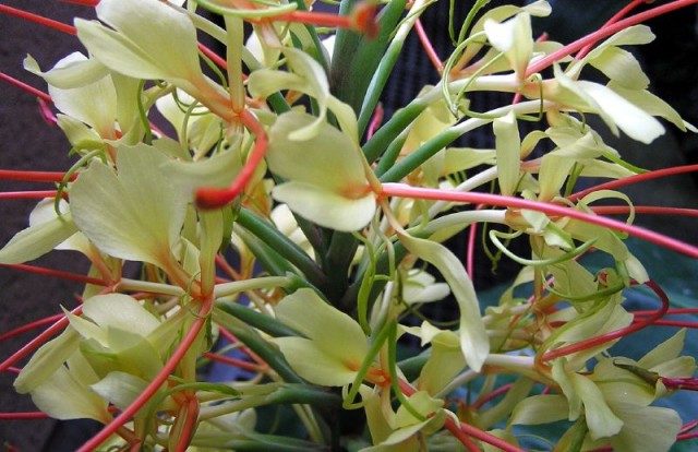 Hedychium gardnerianum. Kahili ginger.jpg