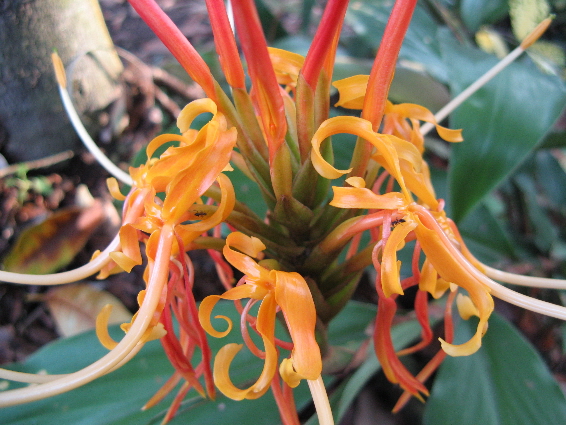 Hedychium longicornutum.jpg