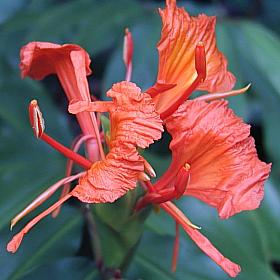 Hedychium greenei.jpg