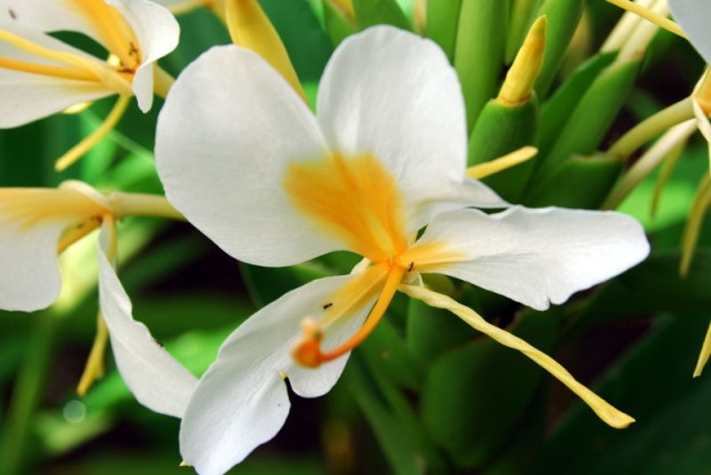 Hedychium flavescens.jpg