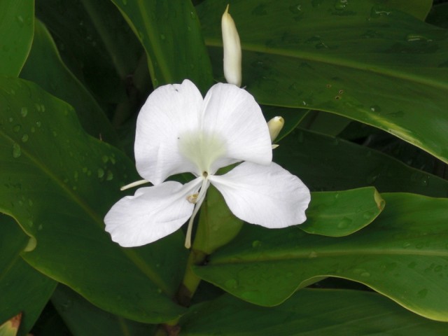 Hedychium coronarium Koenig.jpg