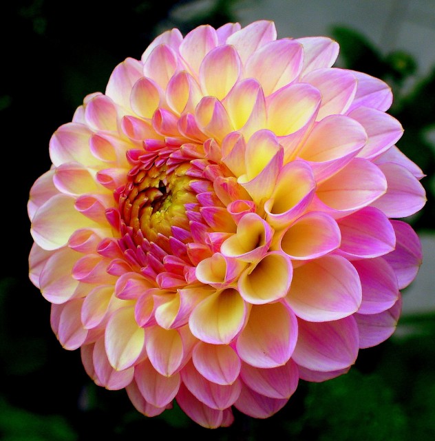 dahlia 2.jpg