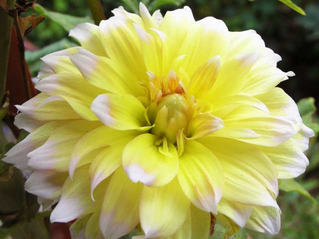 dahlia 12.jpg