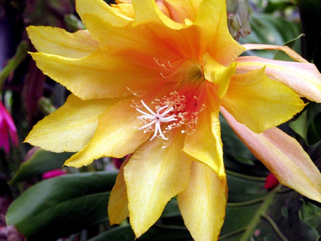 Epiphyllum - Acapulco Sunset.jpg