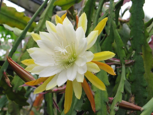 Epiphyllum - Golden Ice.jpg