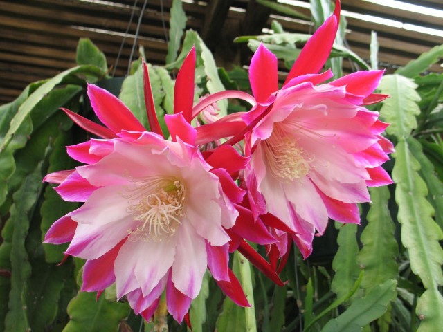 Epiphyllum Clown.jpg