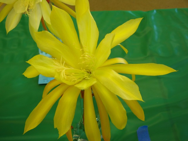 Epiphyllum Sonoma Sunshine.jpg