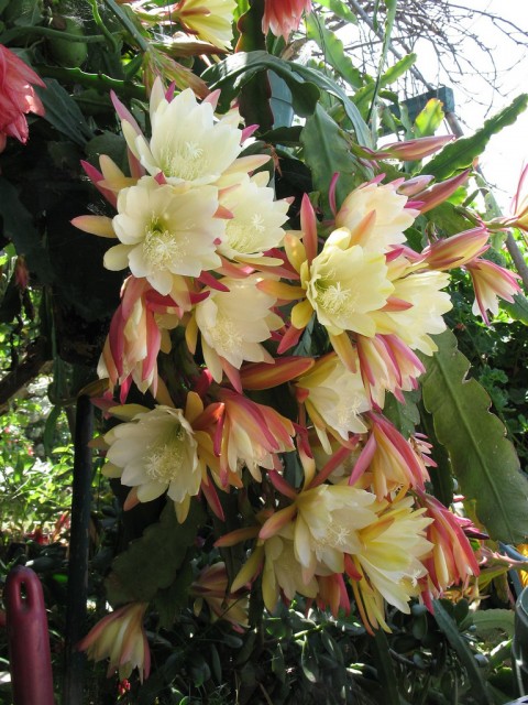 Epiphyllum Susan Lynn.jpg