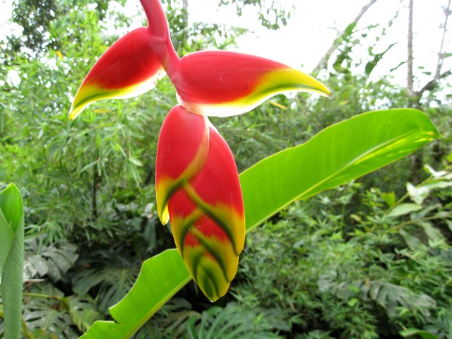 Lobster claw heliconia金鳥赫蕉.jpg