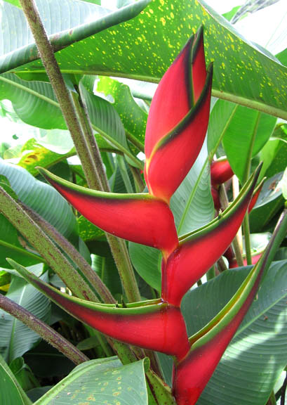 Heliconia_caribaea大豔紅赫蕉.jpg