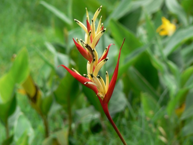 Heliconia psittacorum鸚黃赫蕉.jpg