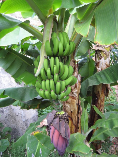 Musa cavendishii.jpg