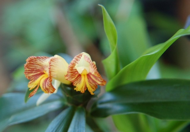 Costus pictus.jpg