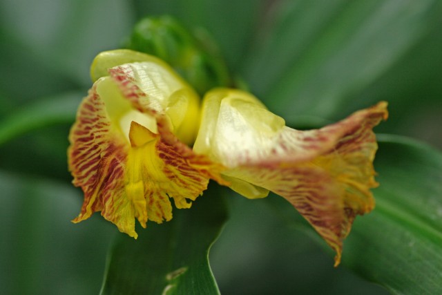 Costus malorticanus.jpg