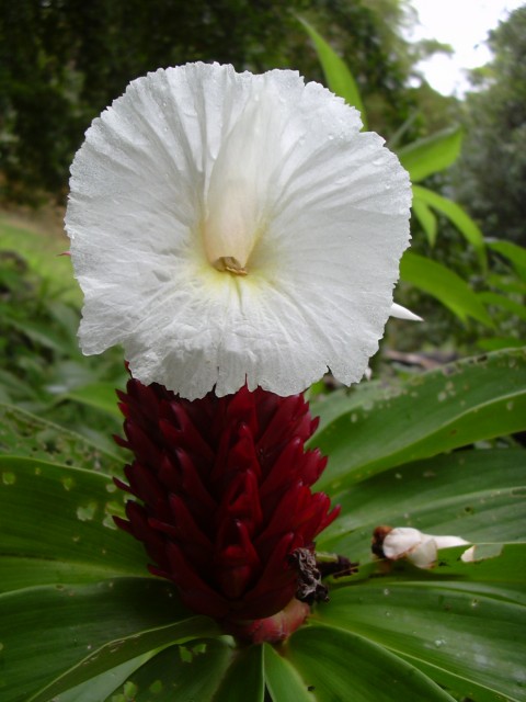 Costus.jpg