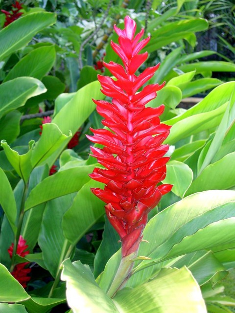 Costus spiralis.jpg